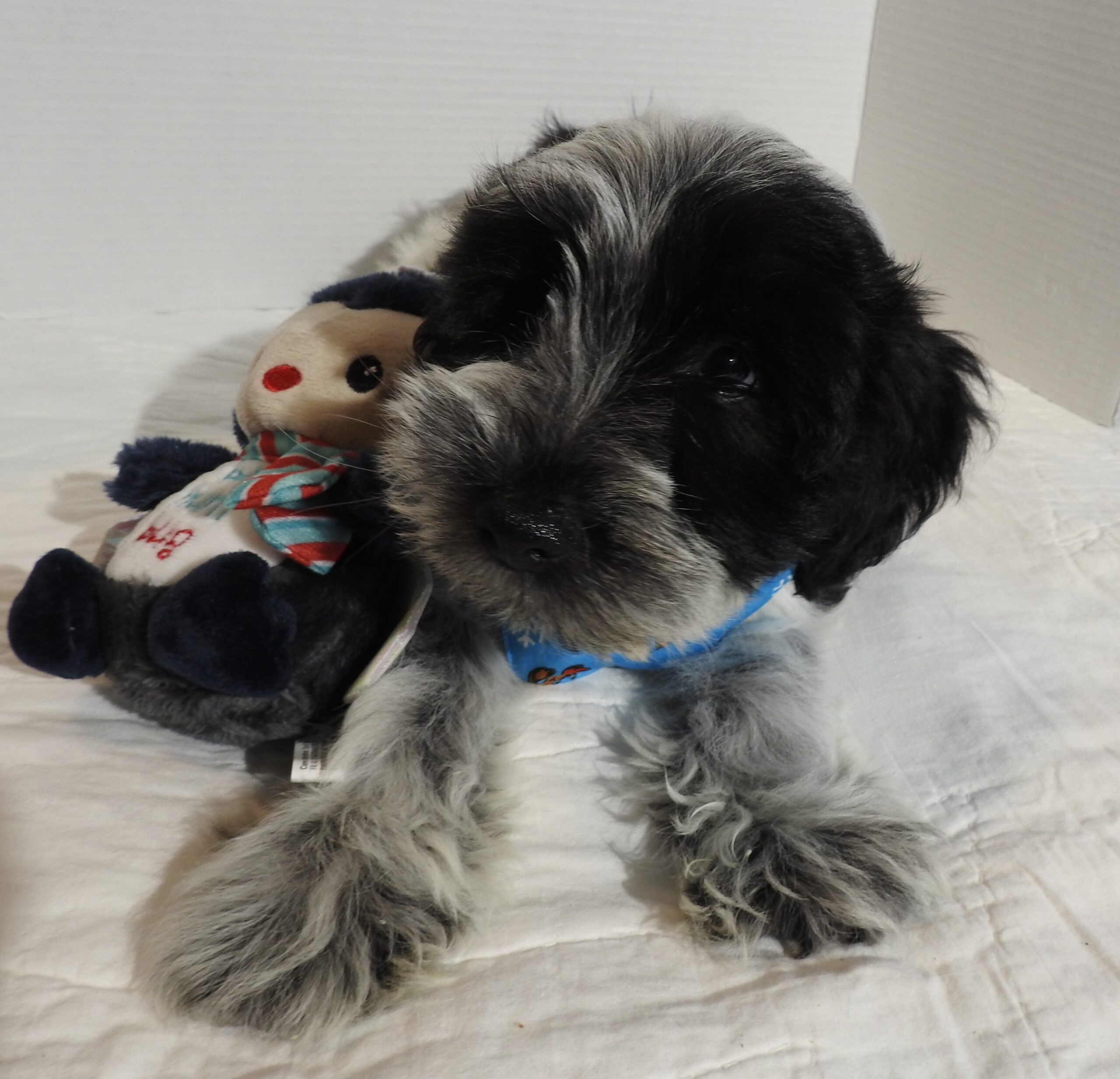 Buddy – Miniature Schnauzer