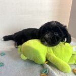 Hank – Miniature Schnauzer $1800