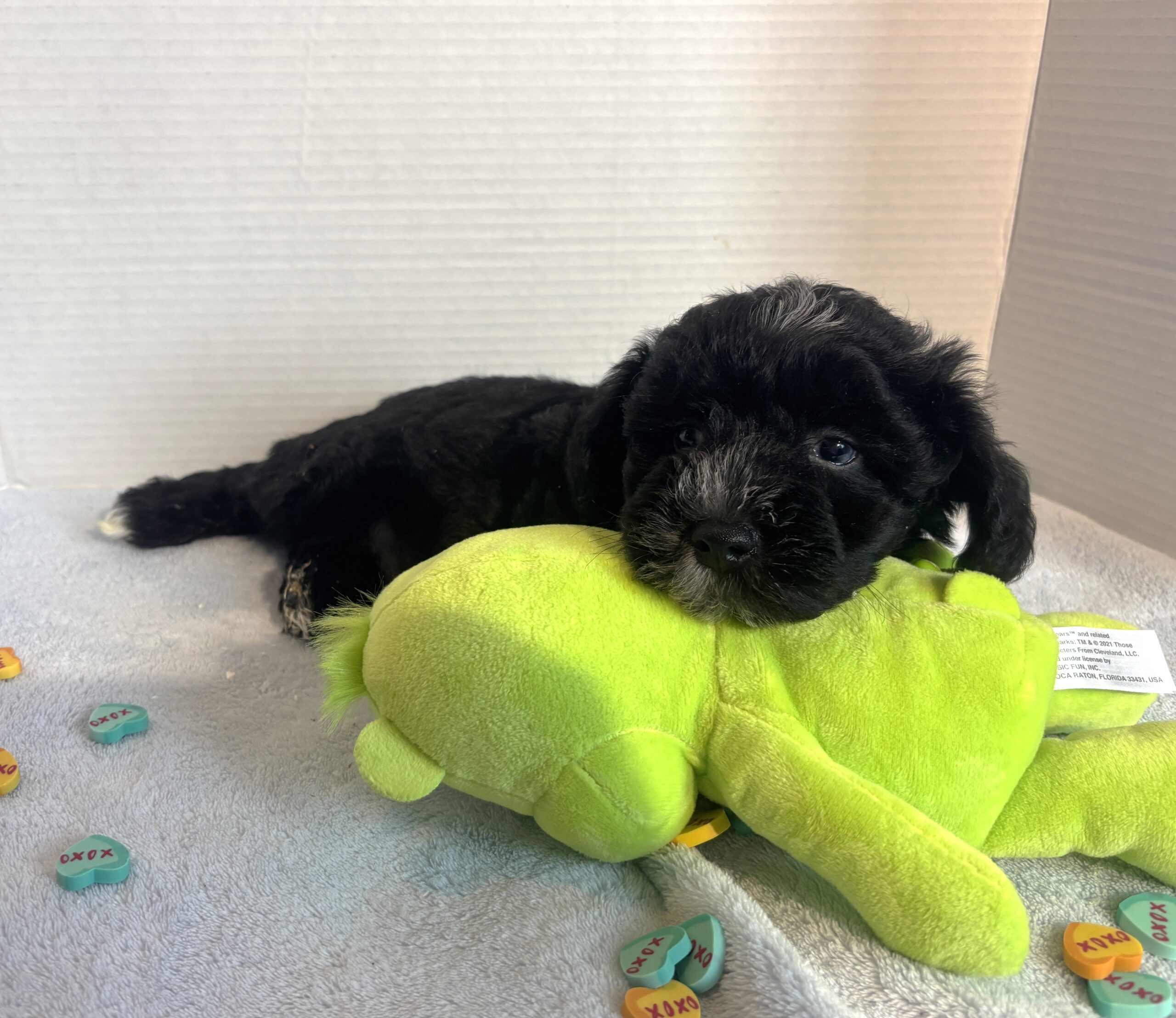 Hank – Miniature Schnauzer $1800