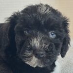 Hank – Miniature Schnauzer $1800