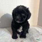 Hank – Miniature Schnauzer $1800