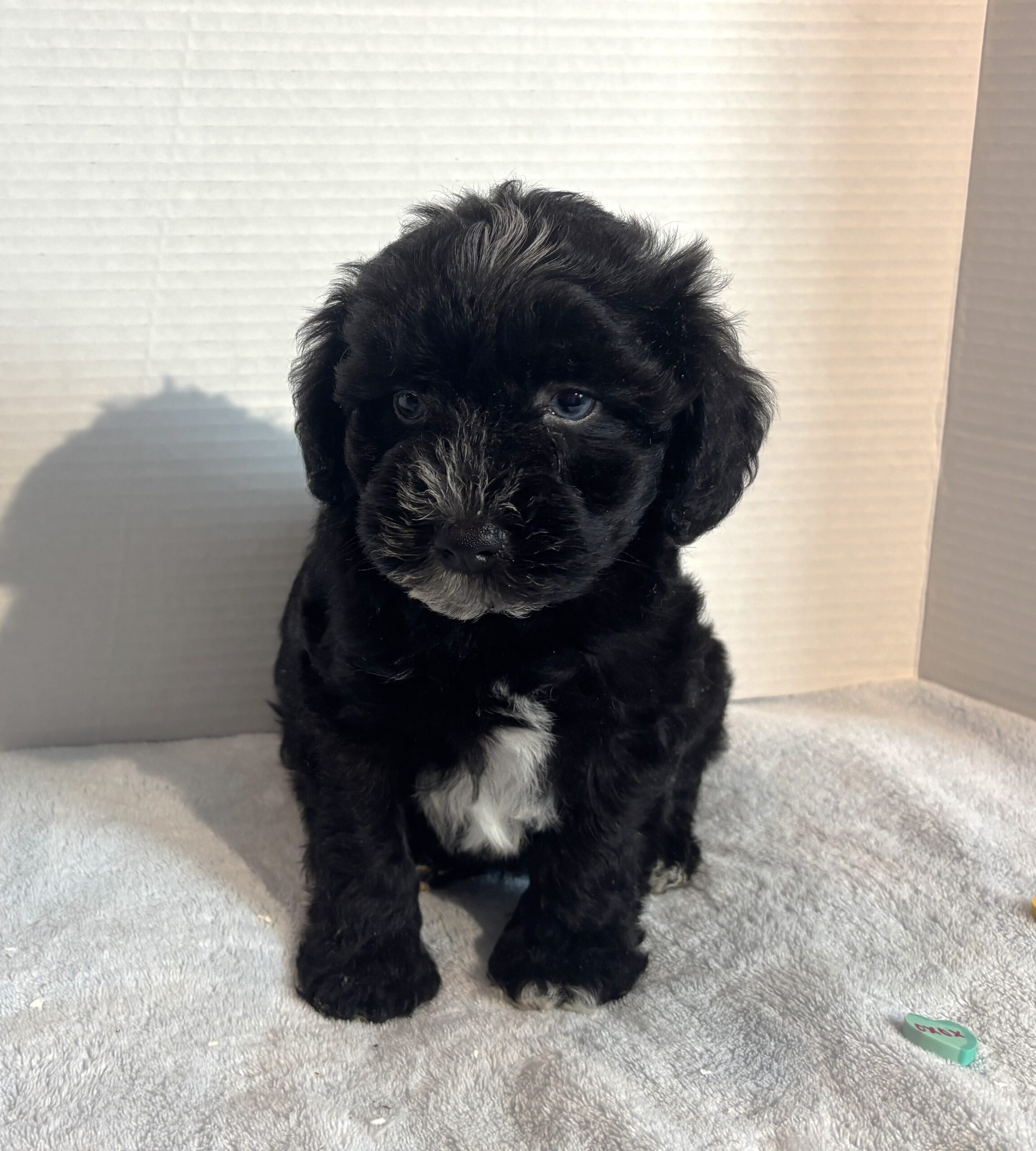 Hank – Miniature Schnauzer $1800