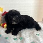 Hank – Miniature Schnauzer $1800