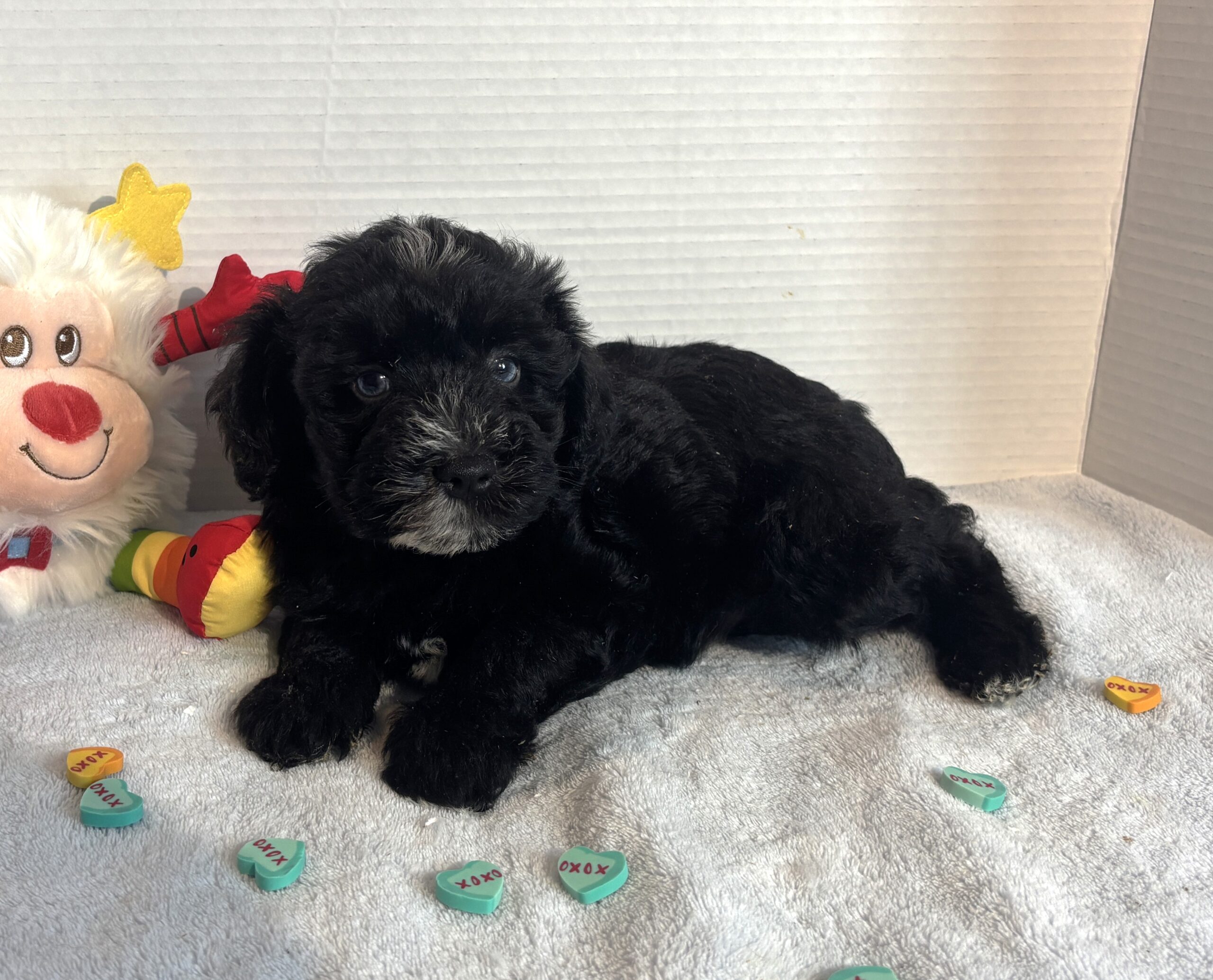 Hank – Miniature Schnauzer $1800