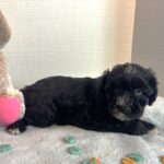 Hank – Miniature Schnauzer $1800
