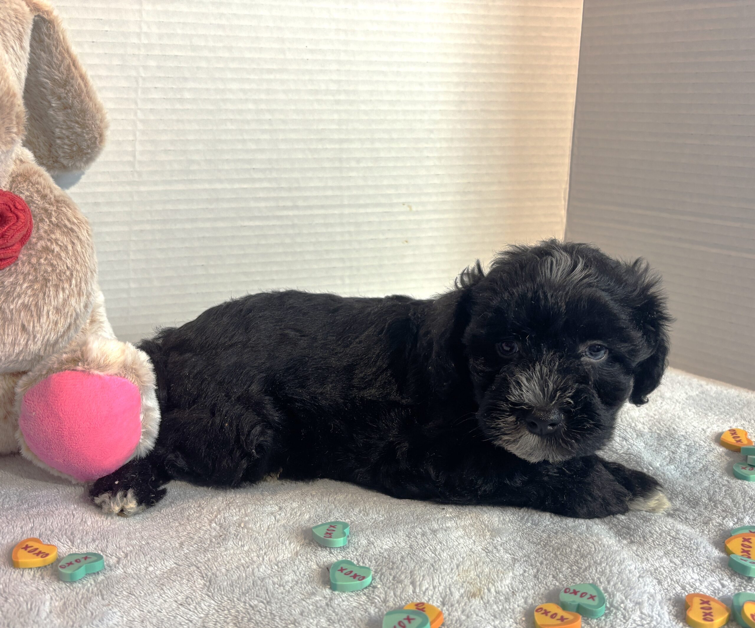 Hank – Miniature Schnauzer $1800