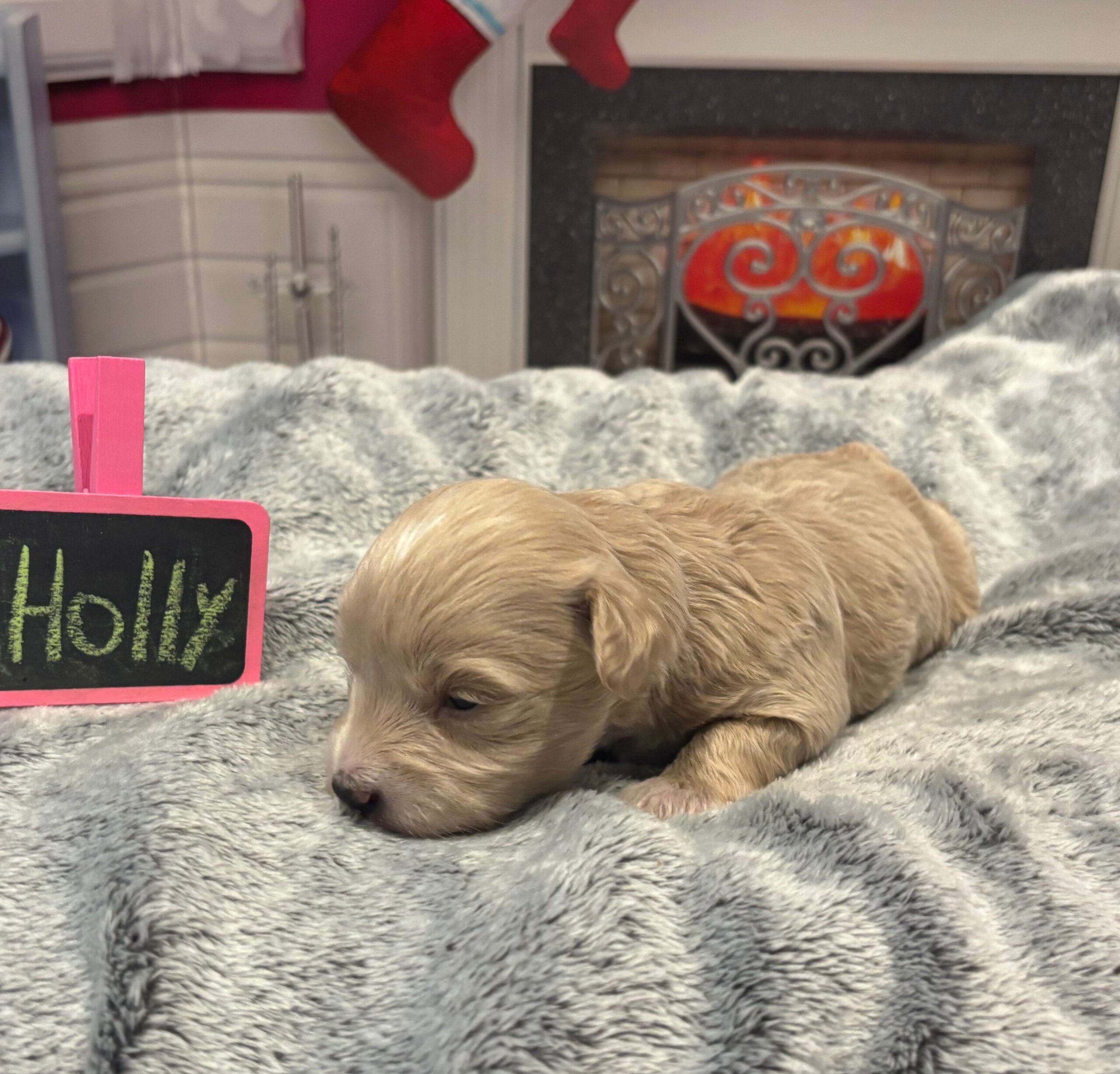 Holly – Miniature Schnoodle