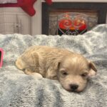 Holly – Miniature Schnoodle