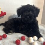 Jagger – Miniature Schnauzer $1500