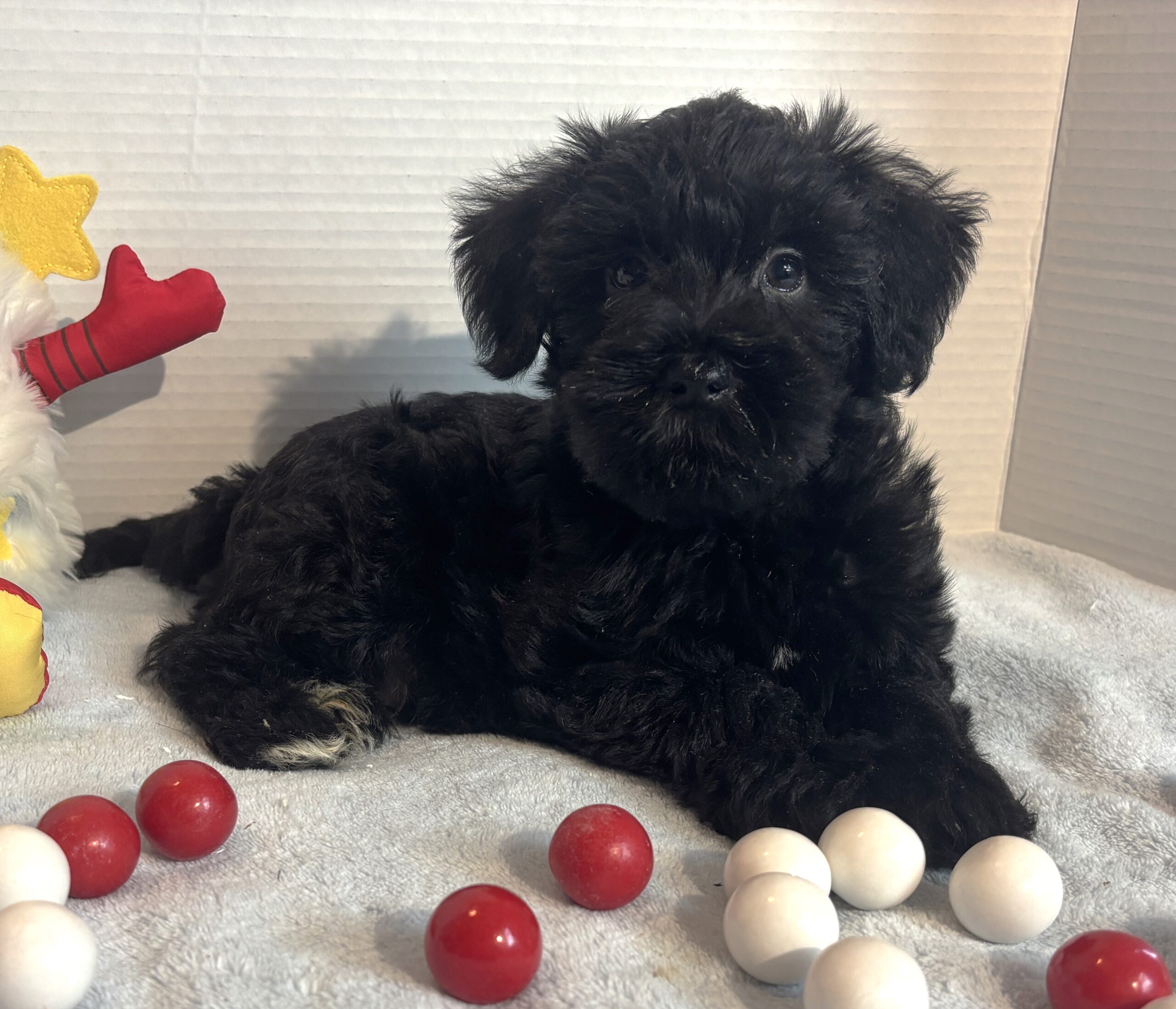 Jagger – Miniature Schnauzer $1500