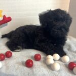 Jagger – Miniature Schnauzer $1500