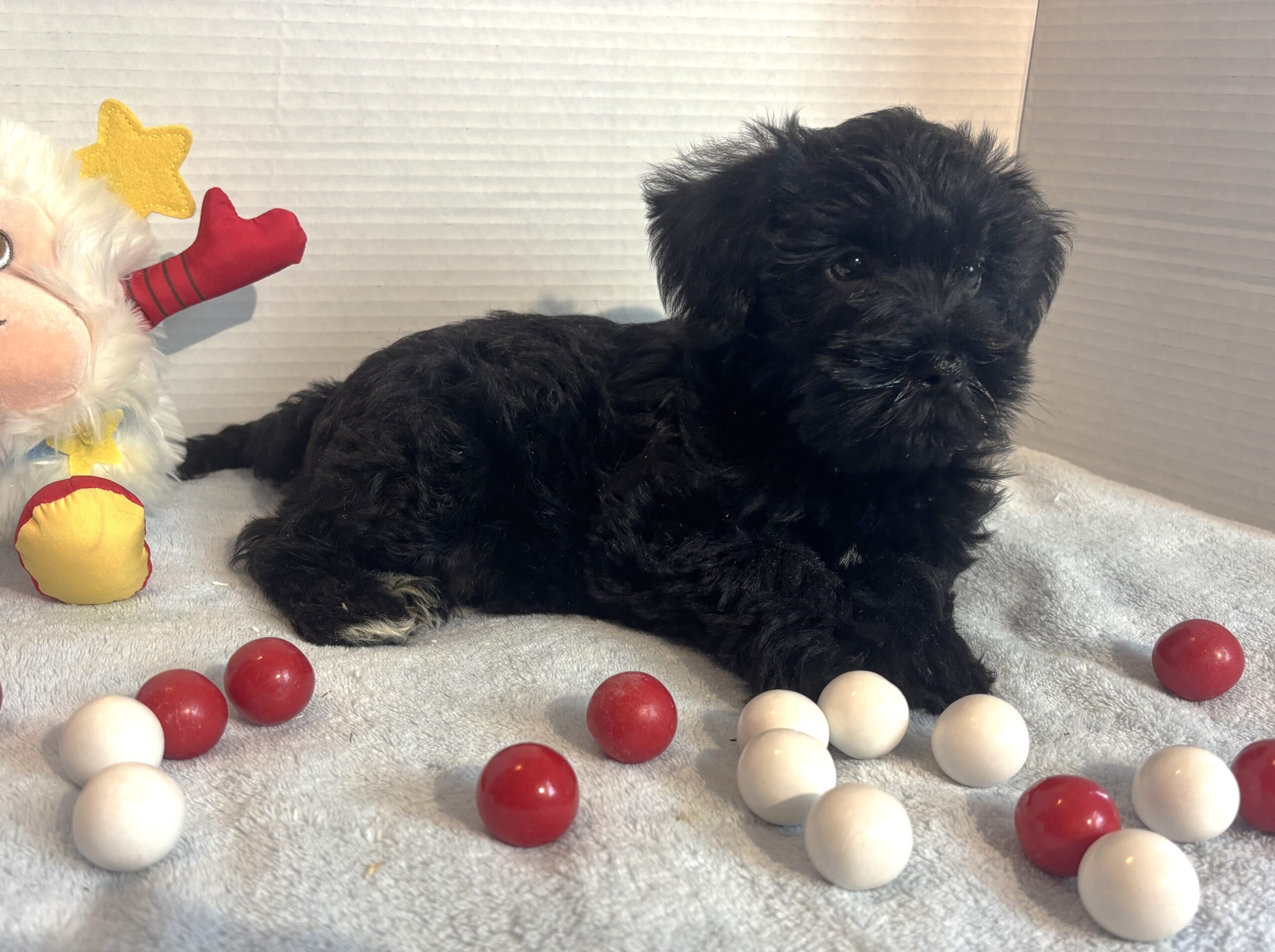 Jagger – Miniature Schnauzer $1500