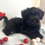 Jagger – Miniature Schnauzer $1500