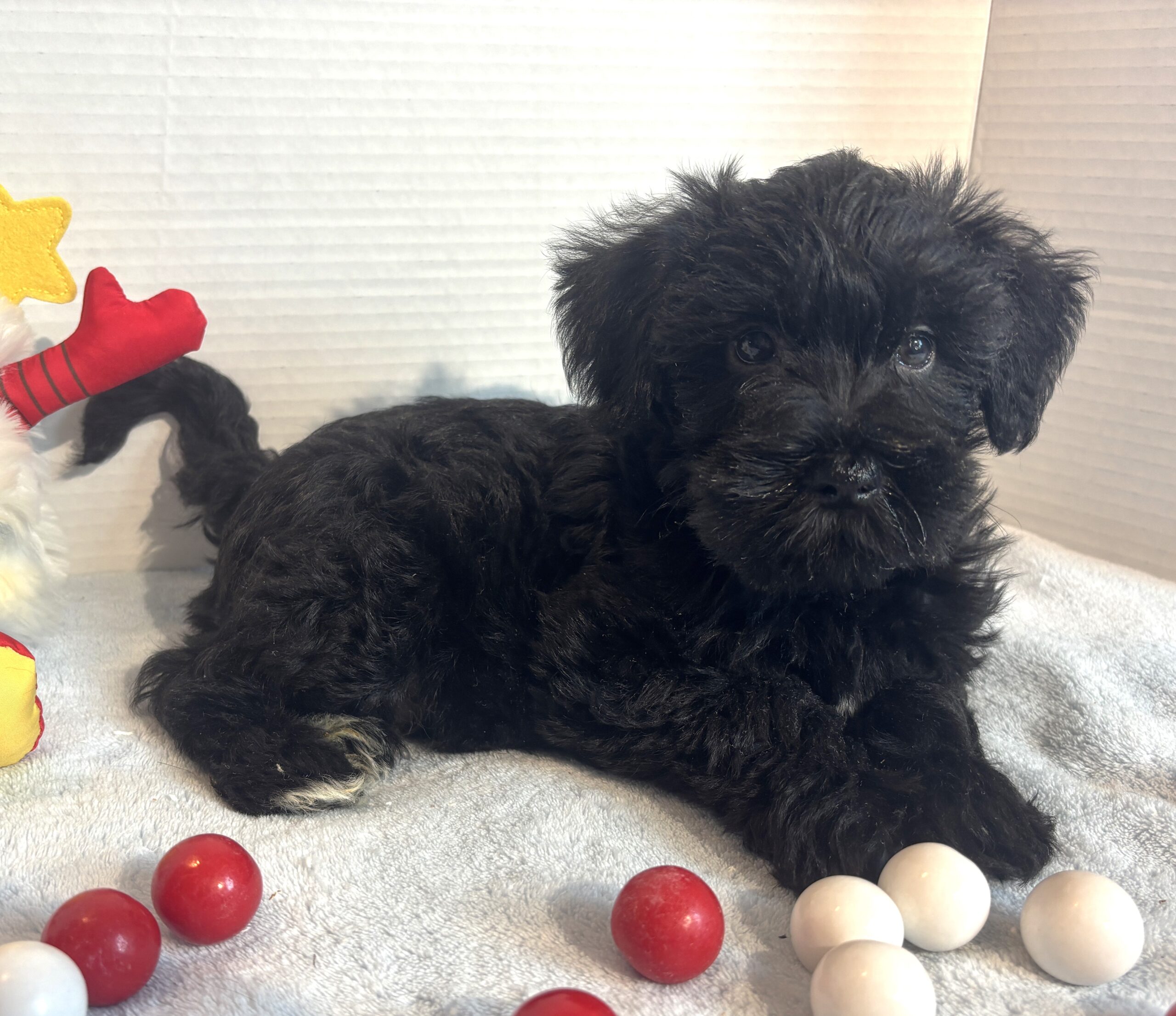 Jagger – Miniature Schnauzer $1500