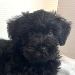 Jagger – Miniature Schnauzer $1500