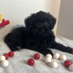 Jagger – Miniature Schnauzer $1500