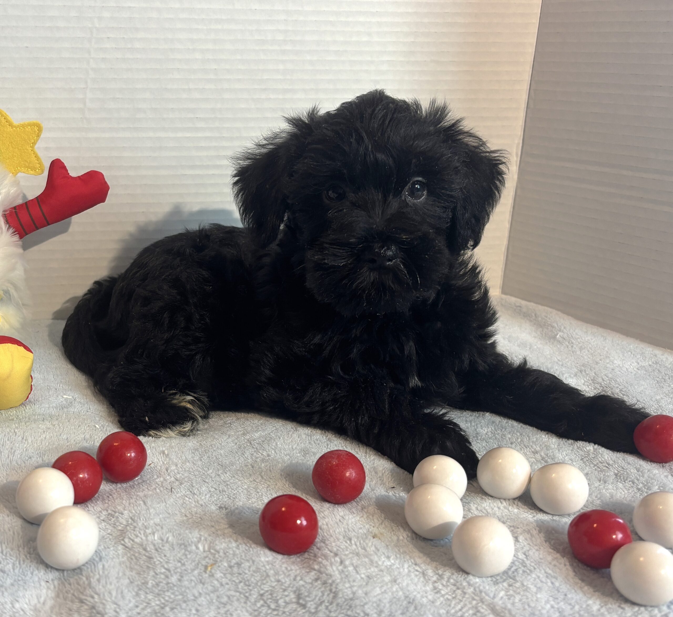 Jagger – Miniature Schnauzer $1500