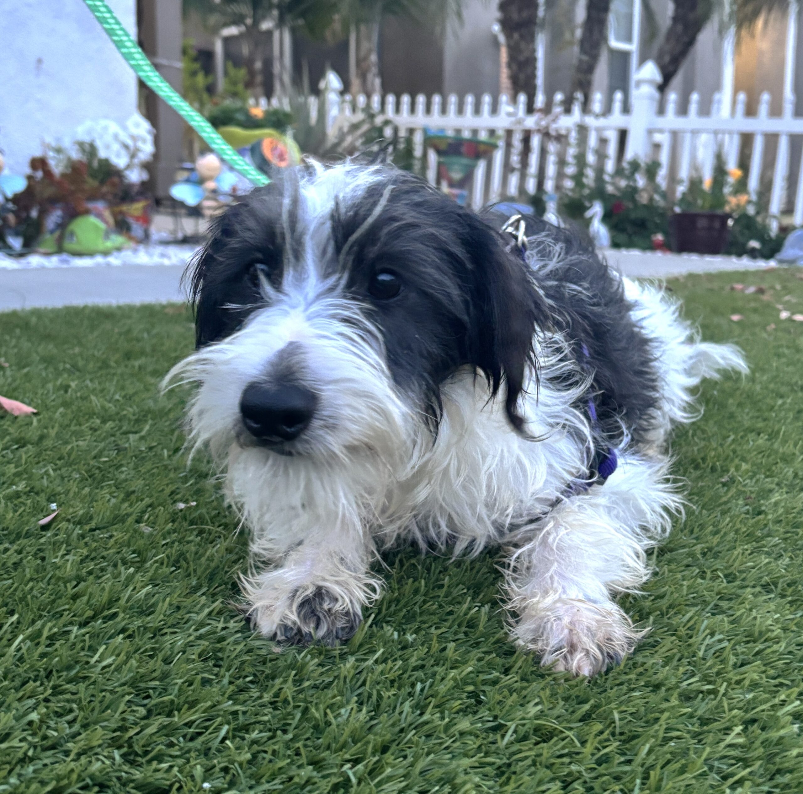 Jasper – Miniature Schnauzer $795