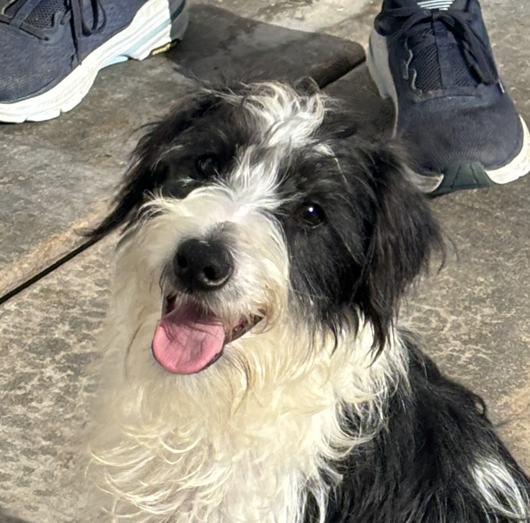 Jasper – Miniature Schnauzer $795