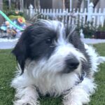 Jasper – Miniature Schnauzer $795