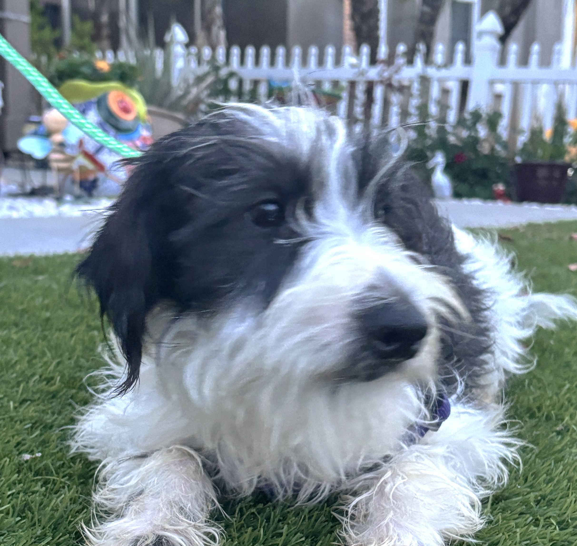 Jasper – Miniature Schnauzer $795