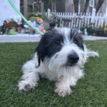 Jasper – Miniature Schnauzer $795
