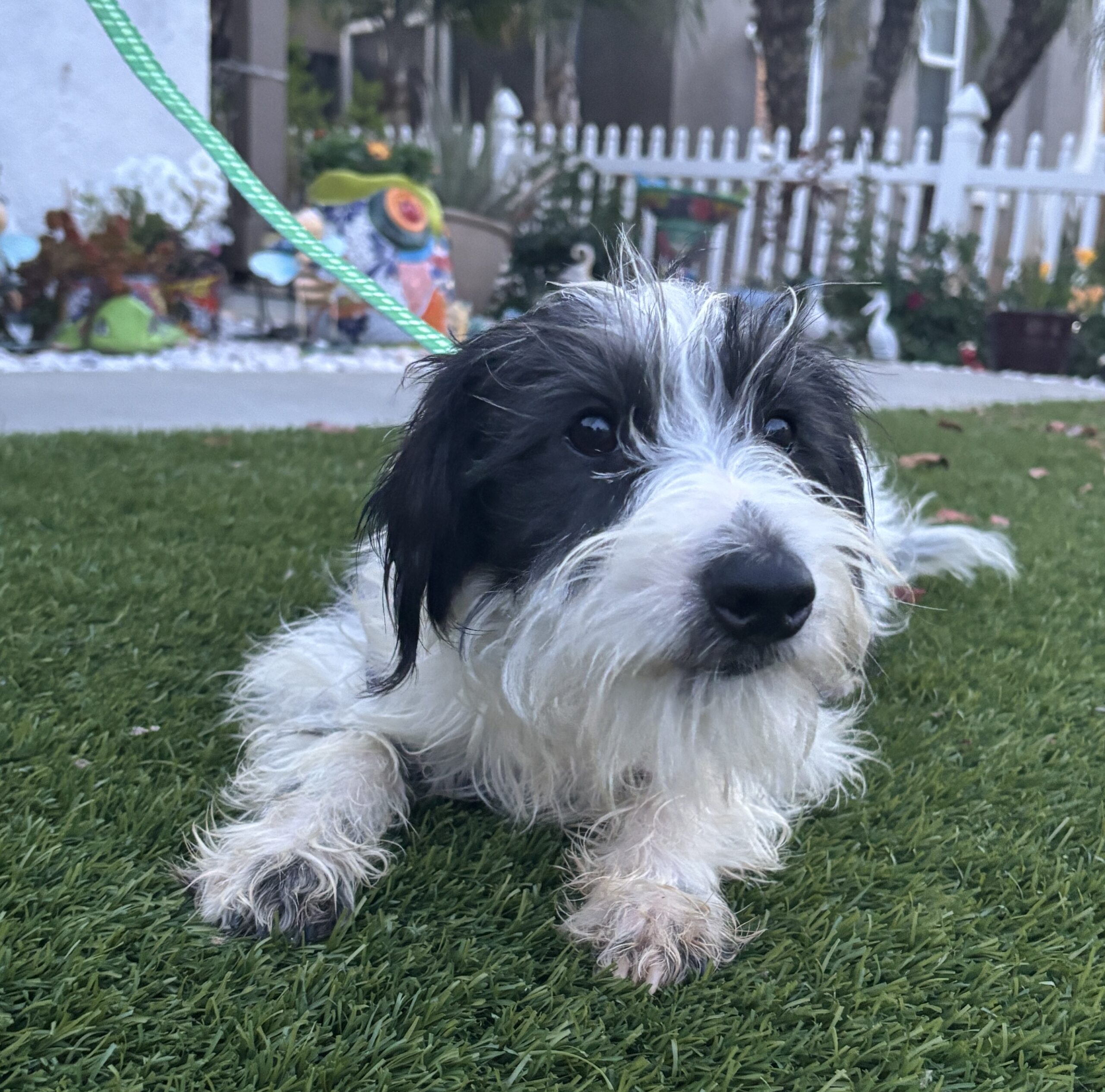 Jasper – Miniature Schnauzer $795