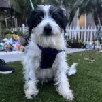 Jasper – Miniature Schnauzer $795