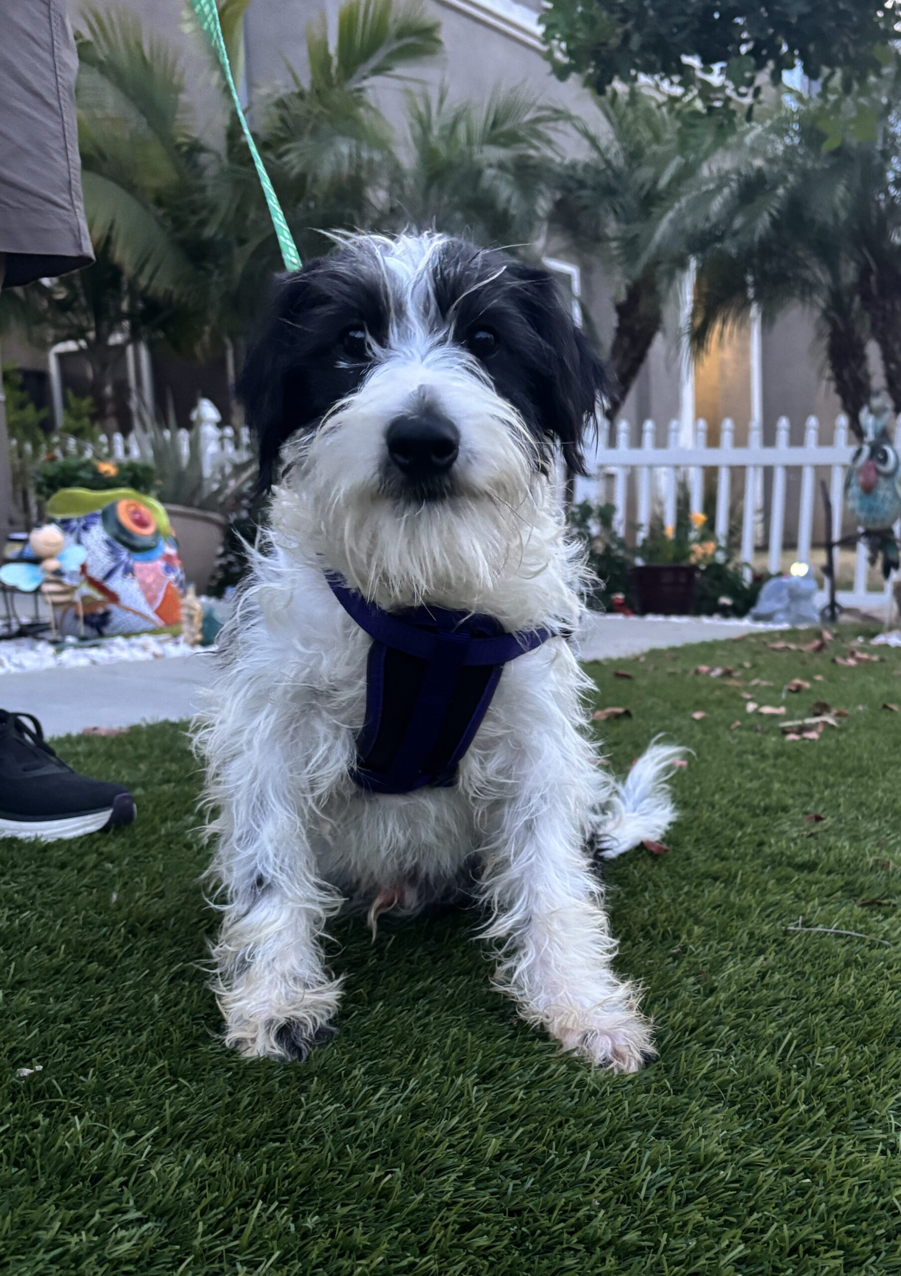 Jasper – Miniature Schnauzer $795