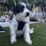 Jasper – Miniature Schnauzer $795