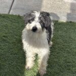Jasper – Miniature Schnauzer $795