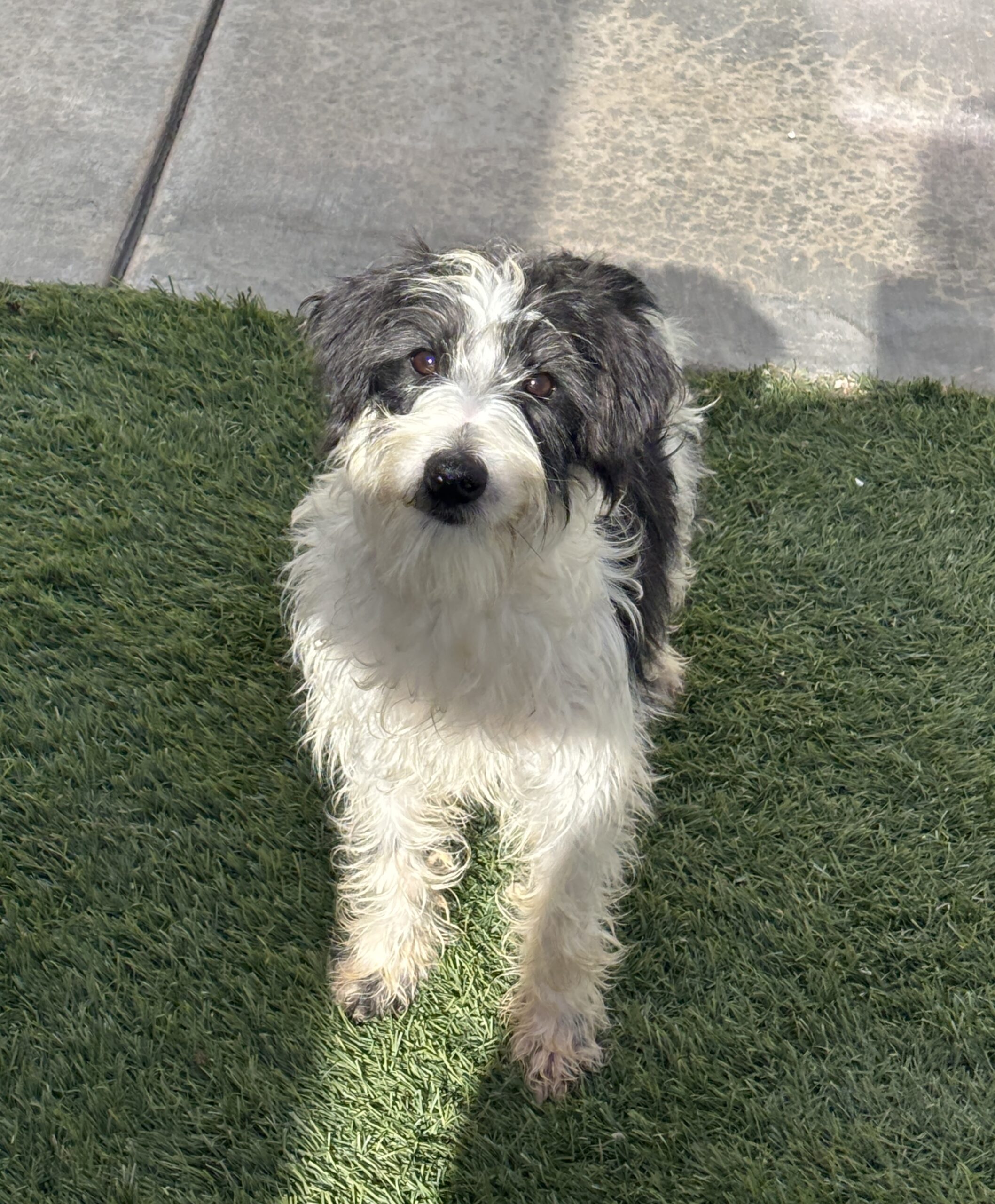 Jasper – Miniature Schnauzer $795