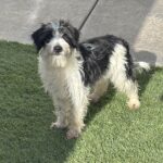 Jasper – Miniature Schnauzer $795