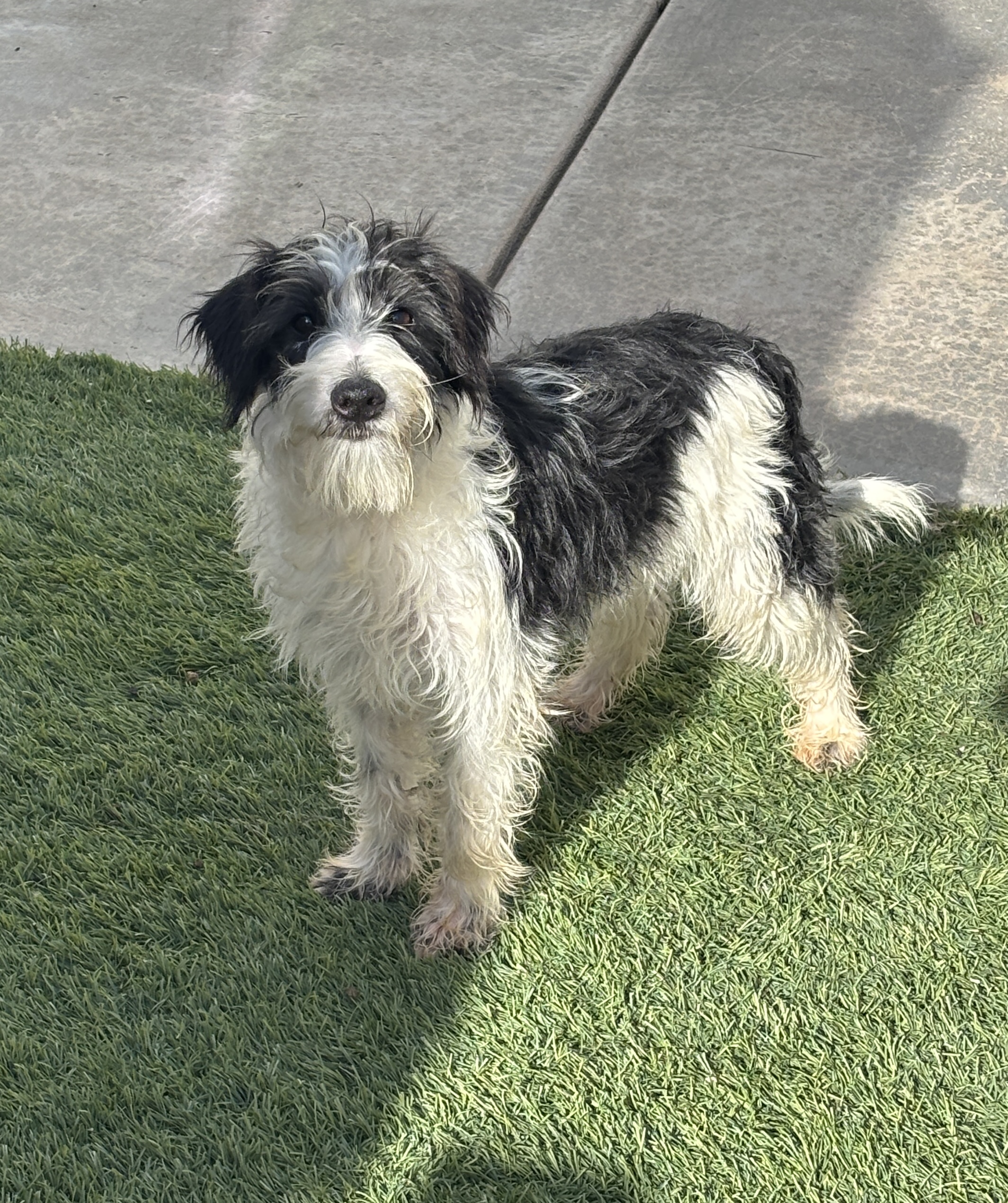 Jasper – Miniature Schnauzer $795