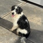 Jasper – Miniature Schnauzer $795