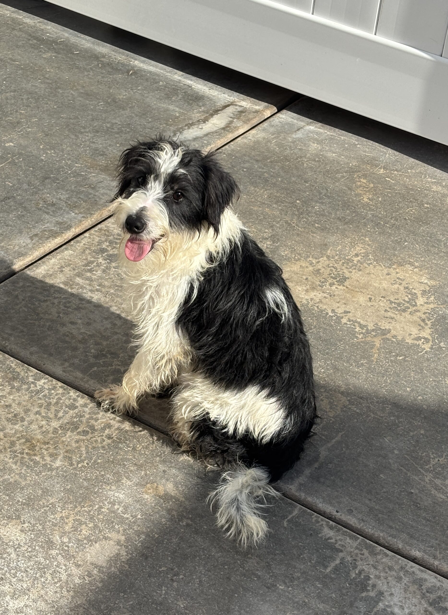 Jasper – Miniature Schnauzer $795
