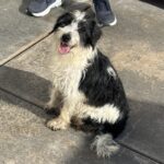 Jasper – Miniature Schnauzer $795