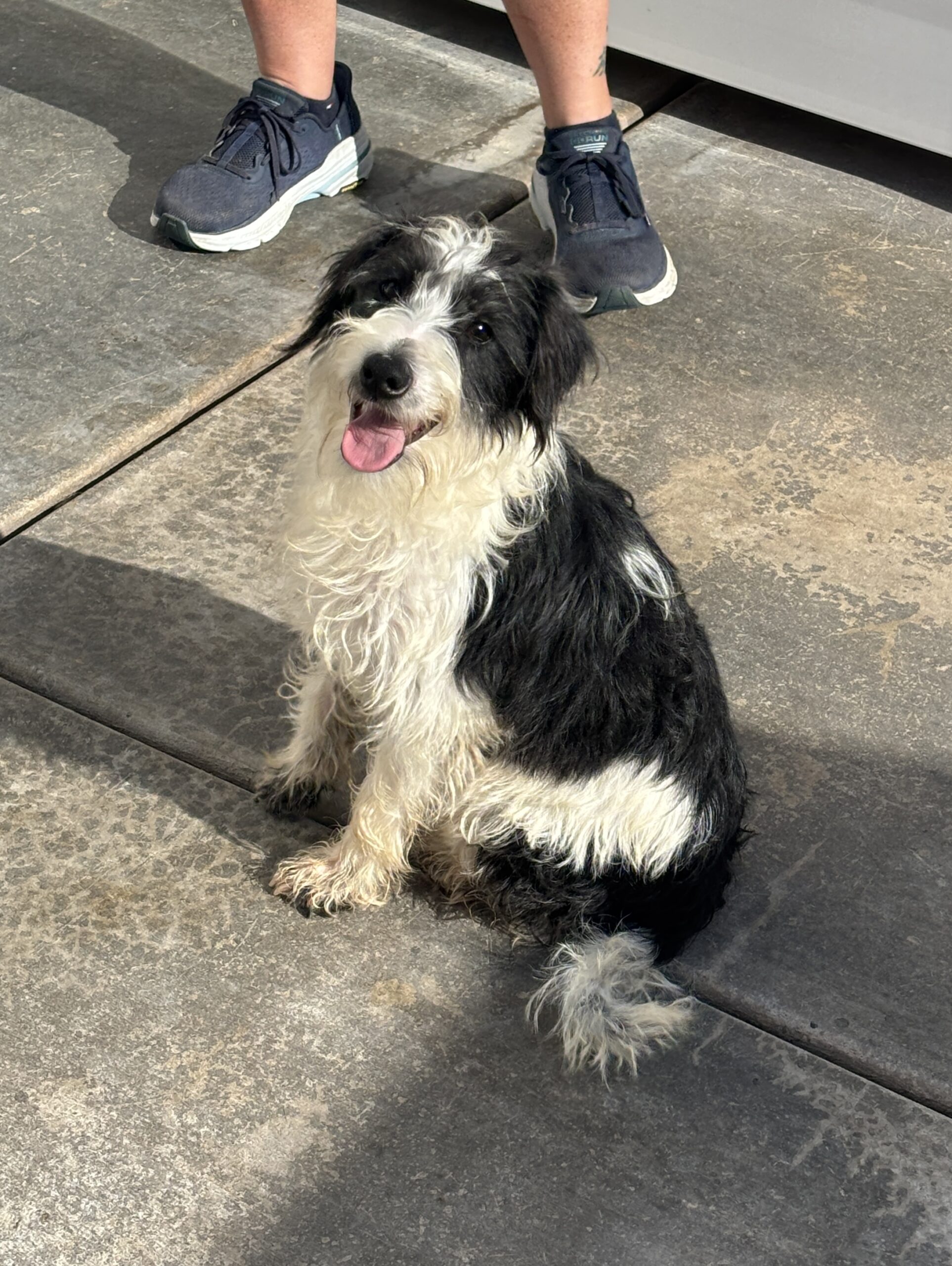 Jasper – Miniature Schnauzer $795