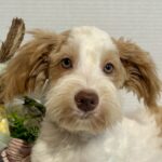 Liam – Wheaten Colored Schnauzer SALE!!