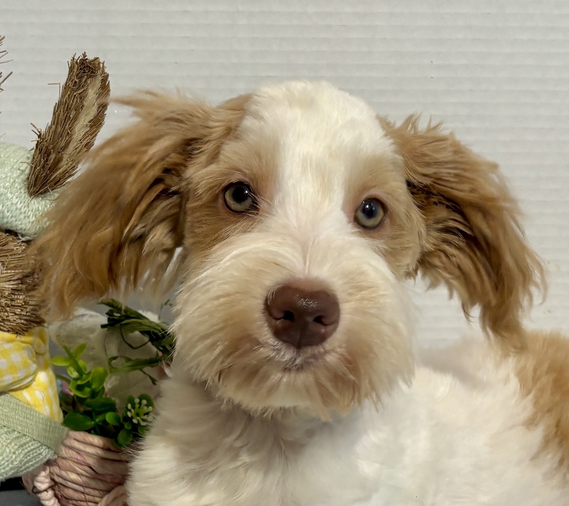 Liam – Wheaten Colored Schnauzer SALE!!