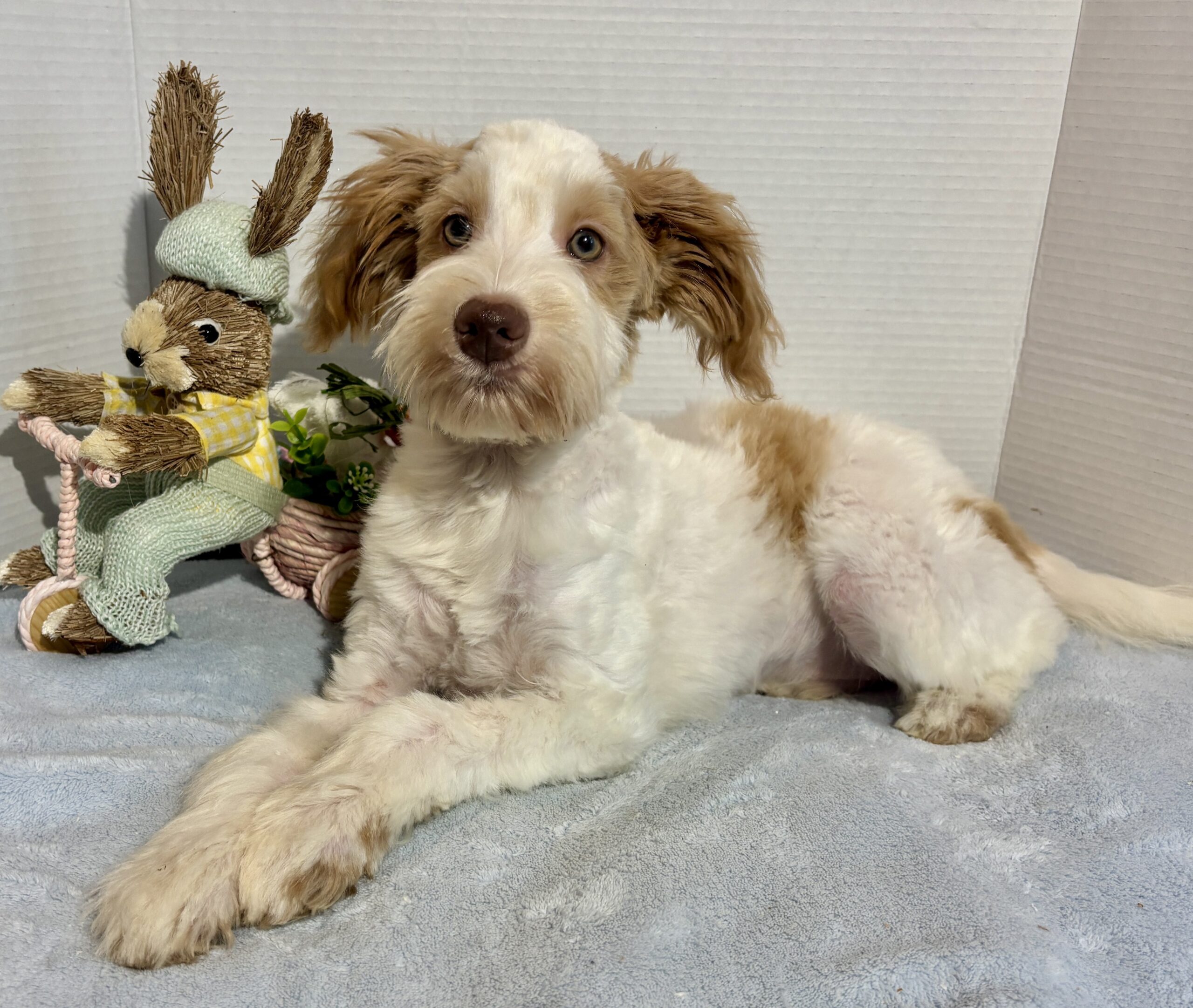 Liam – Wheaten Colored Schnauzer SALE!!