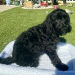 Maggie The Schnoodle Returns (Read her Story)