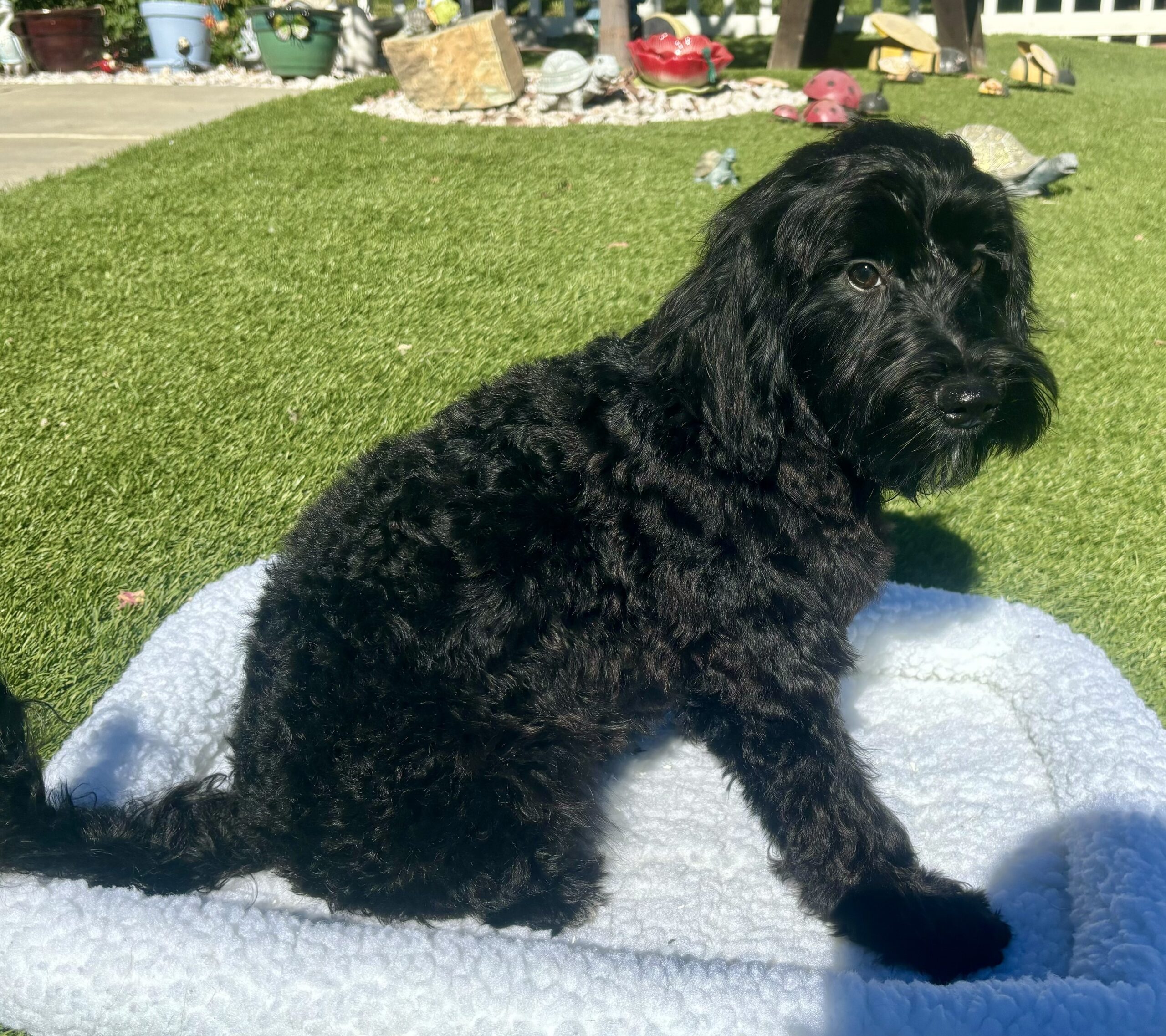 Maggie The Schnoodle Returns (Read her Story)