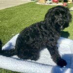 Maggie The Schnoodle Returns (Read her Story)