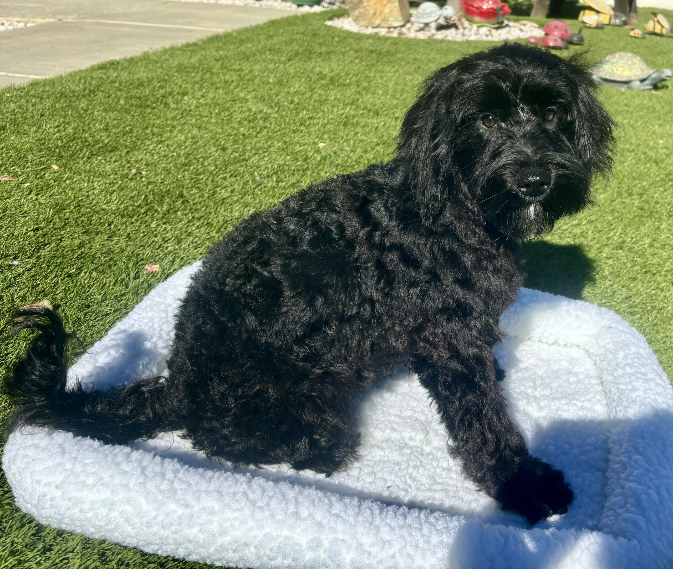 Maggie The Schnoodle Returns (Read her Story)