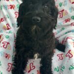 Maggie The Schnoodle Returns (Read her Story)