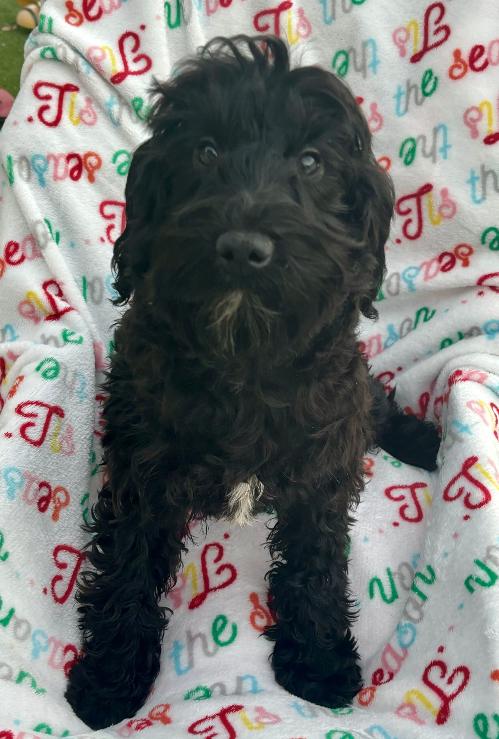 Maggie The Schnoodle Returns (Read her Story)