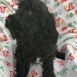 Maggie The Schnoodle Returns (Read her Story)