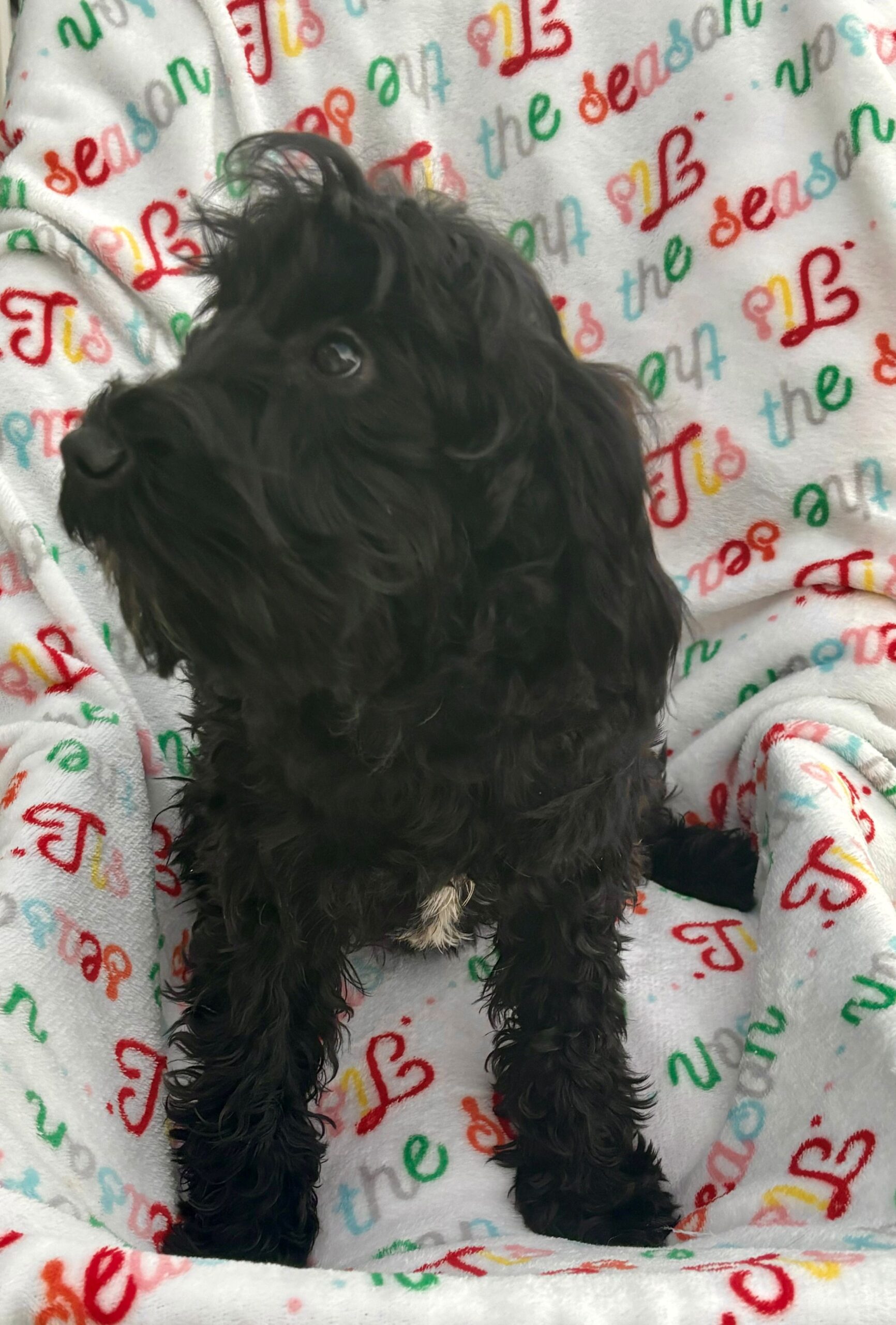 Maggie The Schnoodle Returns (Read her Story)