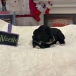 Noelle – Miniature Schnoodle